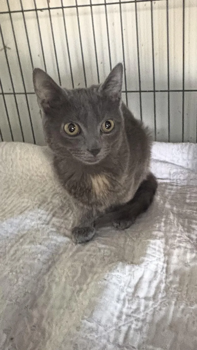 A baby medium-sized female Gray / Blue / Silver Domestic Short Hair cat named Mitzi for adoption in White Bluff, TN