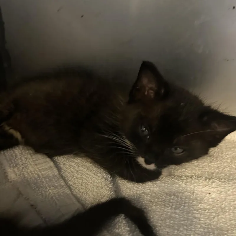 A baby small-sized male Black Domestic Short Hair cat named Marlin for adoption in Point Richmond, CA