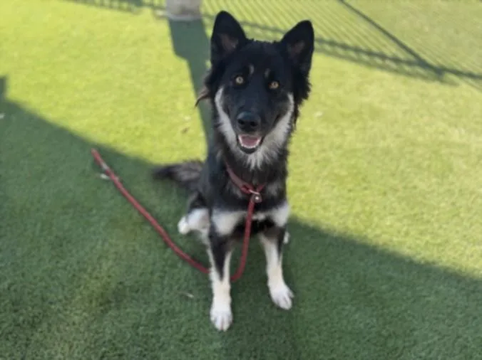 A young large-sized female German Shepherd Dog dog named Vita for adoption in Los Angeles, CA