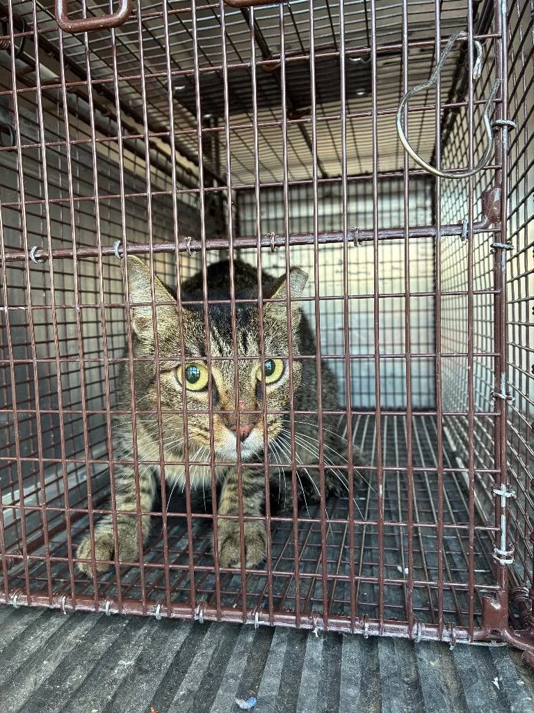 A young small-sized male Domestic Short Hair cat named Toast for adoption in New Braunfels, TX