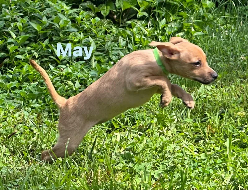 A baby small-sized female Apricot / Beige Chihuahua dog named May for adoption in Byrdstown, TN