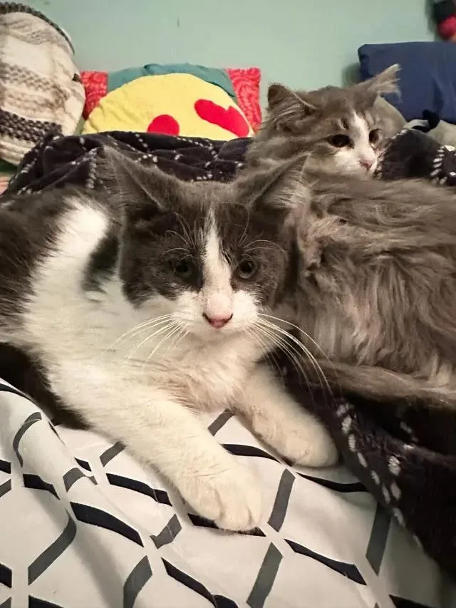 Duke And Daisy thumbnail 5