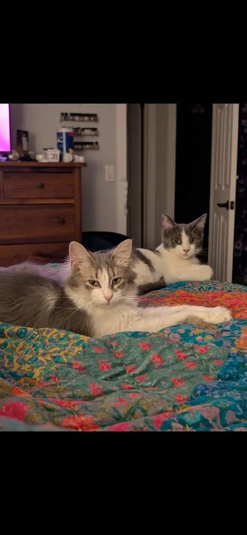 Duke And Daisy thumbnail 6