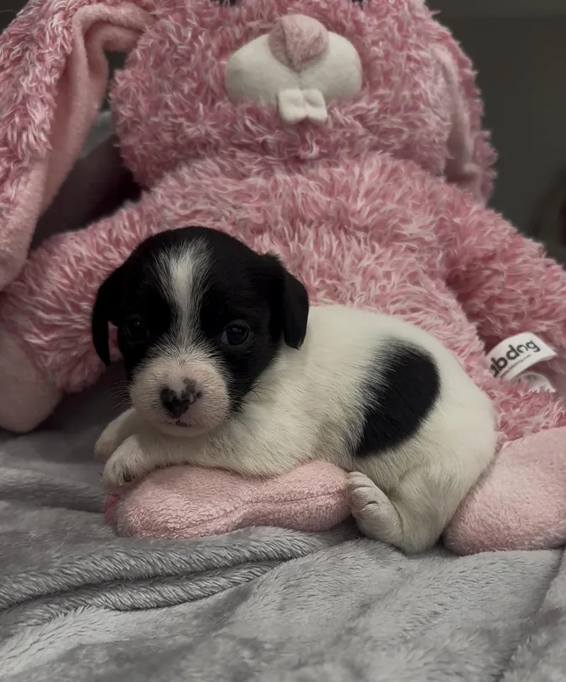 Raindrop thumbnail 4