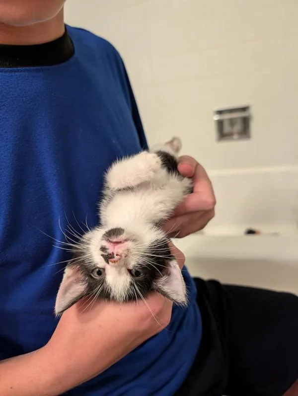 A baby small-sized female Domestic Short Hair cat named Nordica for adoption in San Diego, CA