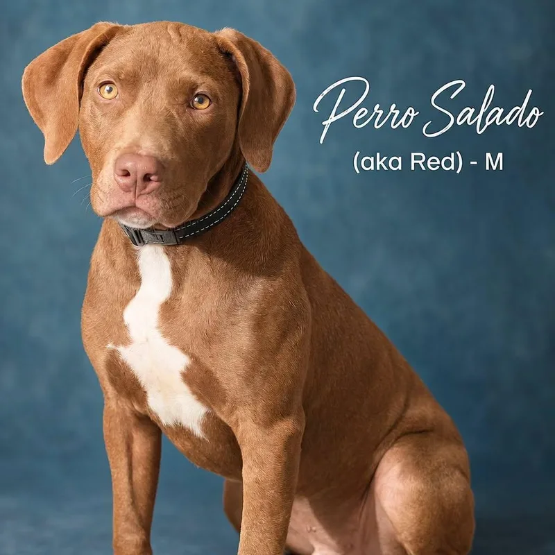 A baby medium-sized male Redbone Coonhound dog named Perro Salado for adoption in Cranston, RI