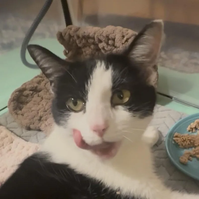 A young medium-sized female Black Domestic Short Hair cat named Diamond for adoption in Roselle, IL