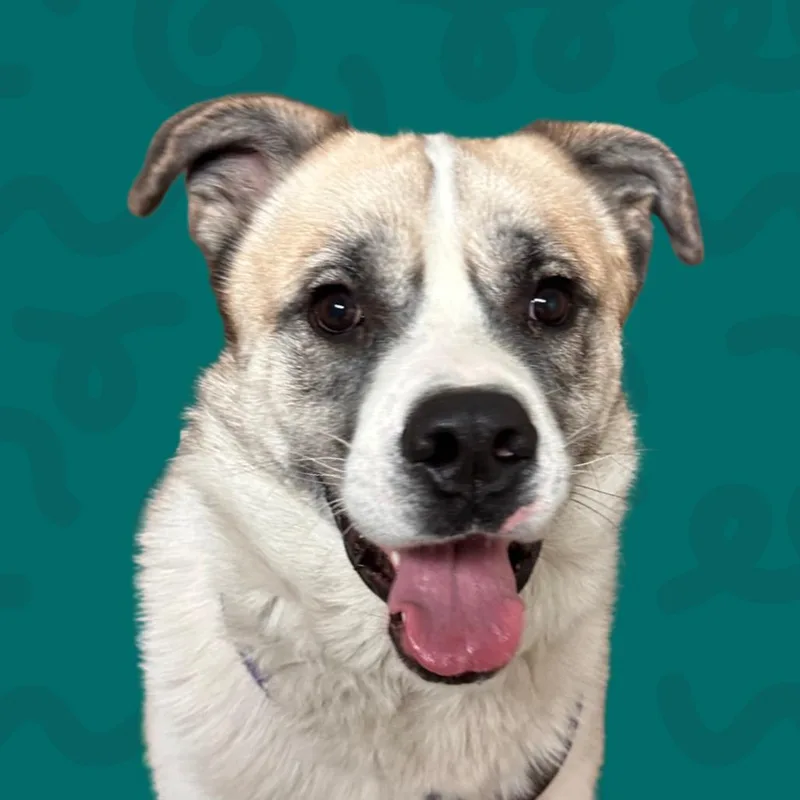 An adult large-sized male Great Pyrenees dog named Albus for adoption in Reno, NV