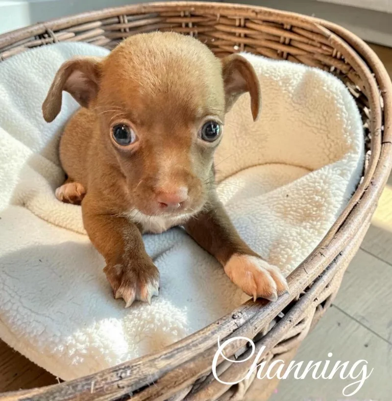 A baby medium-sized female Terrier dog named Channing for adoption in West Bloomfield, MI