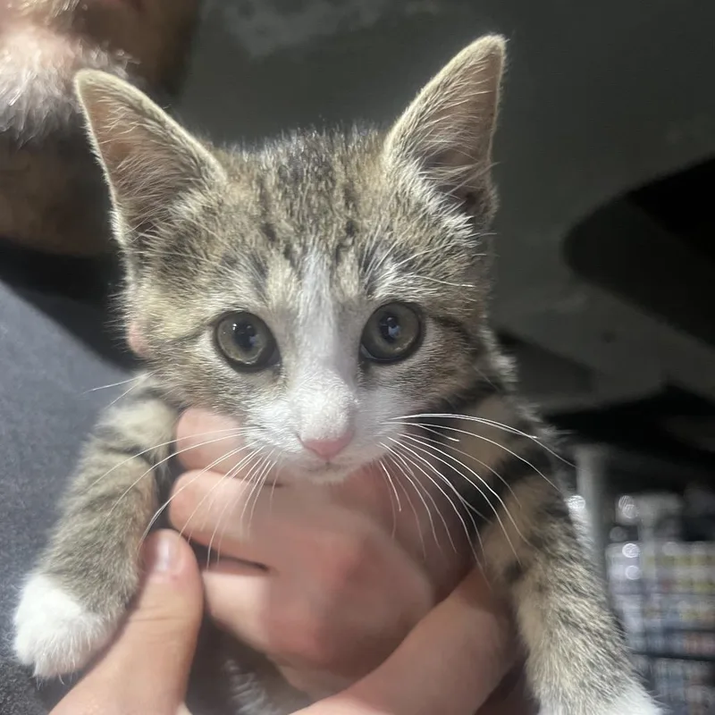 A baby small-sized female Brown / Chocolate Domestic Short Hair cat named Ginseng for adoption in Lexington, KY