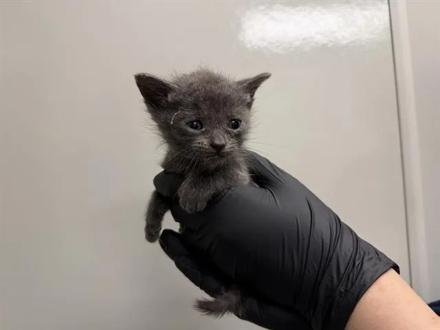 A baby small-sized male Domestic Short Hair cat named Christian for adoption in Ontario, CA