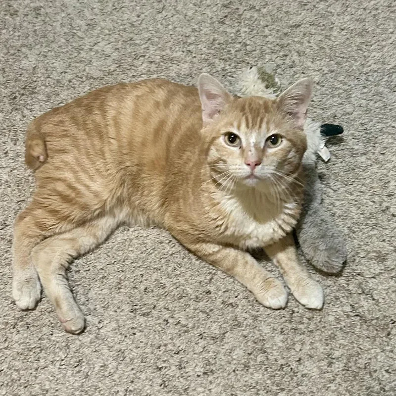 A young small-sized male Orange / Red Domestic Short Hair cat named Stubbzy for adoption in Philadelphia, PA