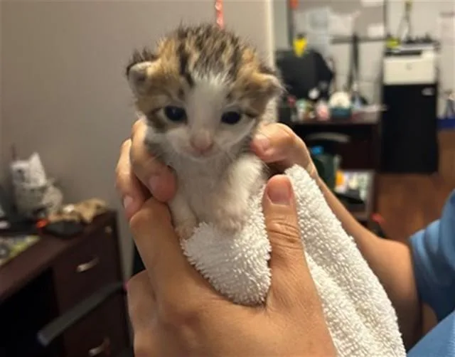 A baby small-sized male Domestic Short Hair cat named Tucker for adoption in Ocala, FL