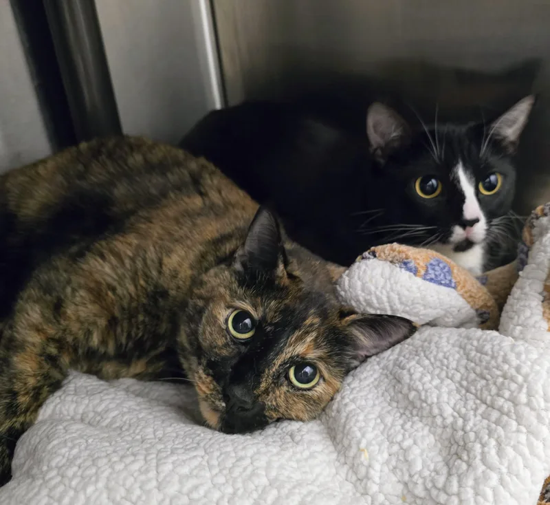 An adult medium-sized female Black & White / Tuxedo Domestic Short Hair cat named Nyx &  Gaid for adoption in Amityville, NY