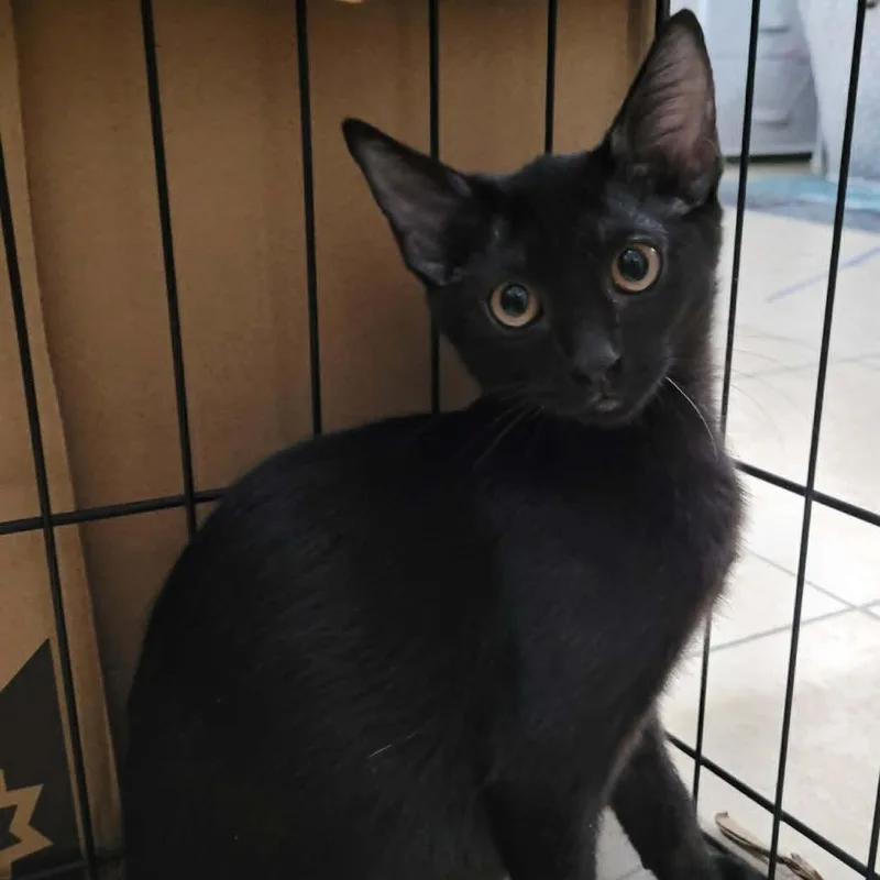 A baby small-sized female Black Domestic Short Hair cat named Ash for adoption in Leander, TX