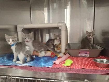 A baby small-sized male Domestic Short Hair cat named Chili Heeler for adoption in Hobart, IN