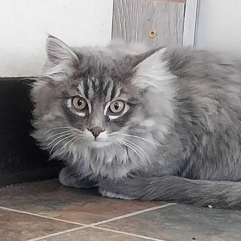 A young medium-sized male Tabby (Gray / Blue / Silver) Domestic Medium Hair cat named Zinc for adoption in Ridgway, CO