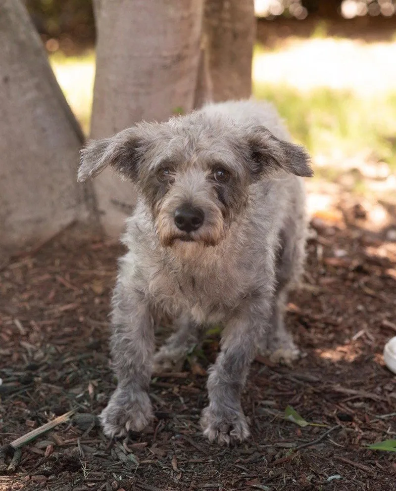 An adult small-sized male Shih Tzu dog named Rolo for adoption in Southaven, MS