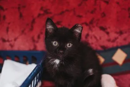 A young small-sized male Domestic Short Hair cat named A Platypus for adoption in North Charleston, SC