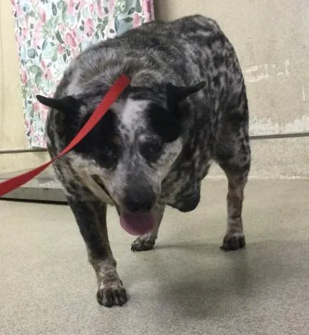 An adult medium-sized female Australian Cattle Dog / Blue Heeler dog named Bunny for adoption in Riverside, CA