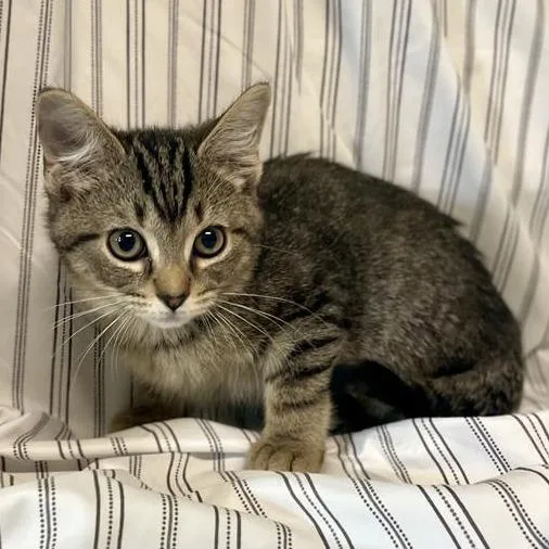 A young medium-sized male Gray / Blue / Silver Domestic Short Hair cat named Jericho for adoption in Freeport, FL