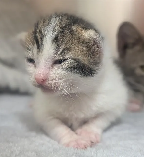 A baby small-sized male Domestic Short Hair cat named Edgar for adoption in Fort Lauderdale, FL