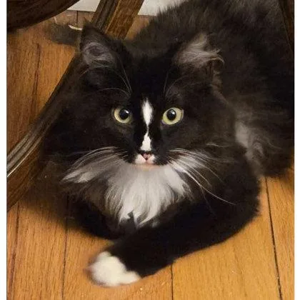 A young medium-sized female Domestic Long Hair cat named Alex Gibbs for adoption in Hudson, MA