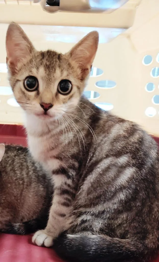 A baby medium-sized male Domestic Short Hair cat named Milian for adoption in Clarksville, TN