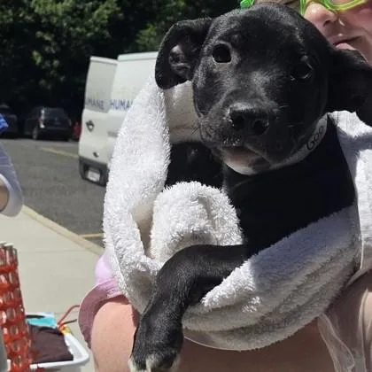 A baby small-sized female Labrador Retriever dog named Goo Goo Dolls for adoption in Voorhees, NJ