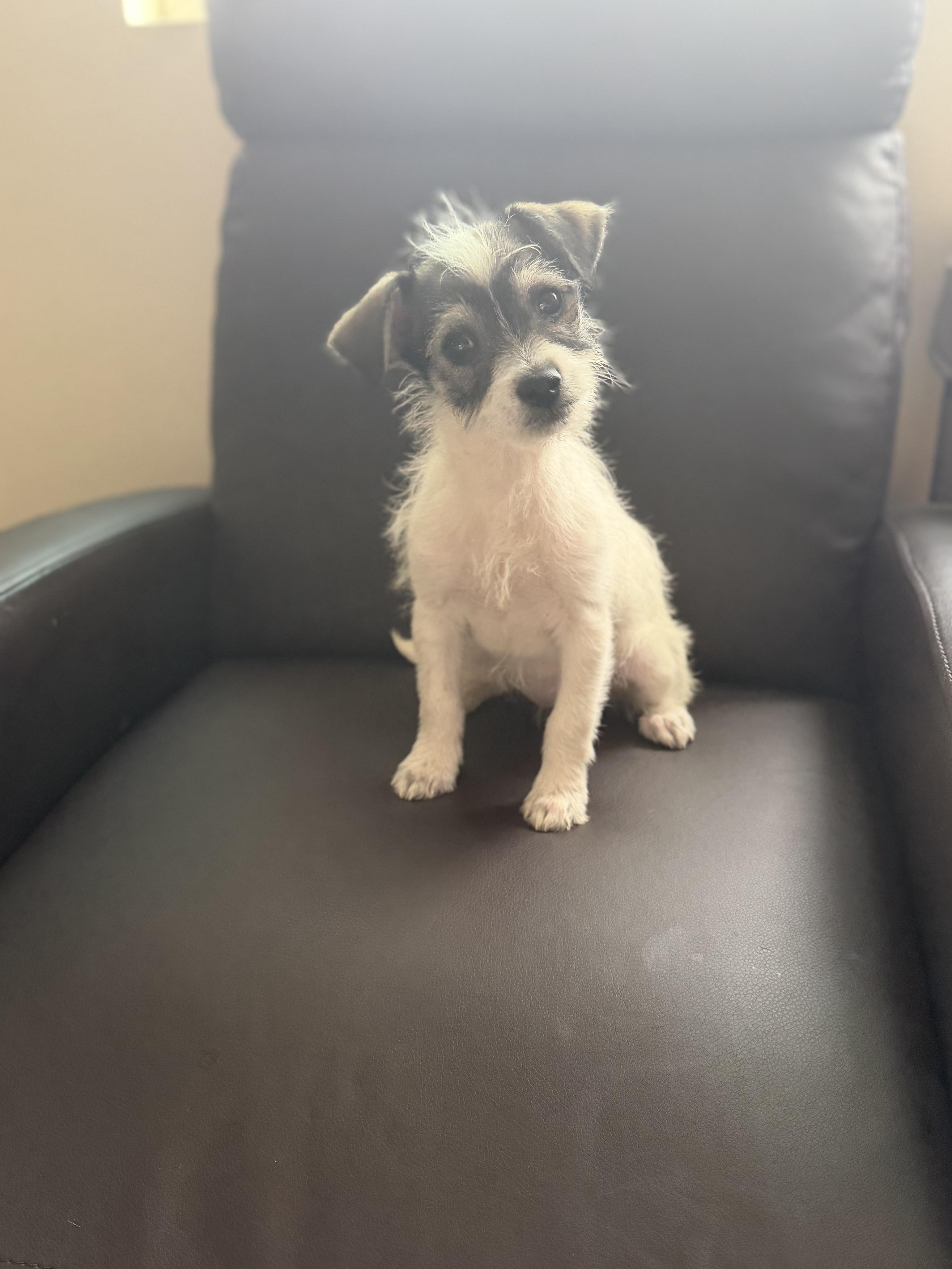 A baby medium-sized female Terrier dog named Karen for adoption in Los Angeles, CA