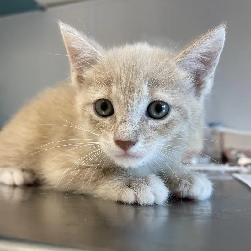 A baby small-sized male Cream / Ivory Domestic Short Hair cat named Little John for adoption in Clearwater, FL