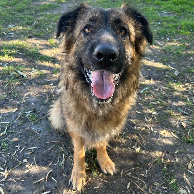 A young large-sized female Bicolor German Shepherd Dog named Lenore for adoption in Lindon, UT