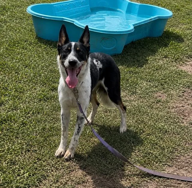 A young medium-sized female Australian Cattle Dog / Blue Heeler dog named Sadie for adoption in Riverside, CA