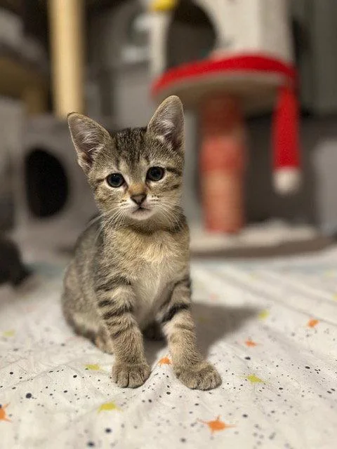 A young medium-sized female Domestic Short Hair cat named Poppy for adoption in Rochester, NY
