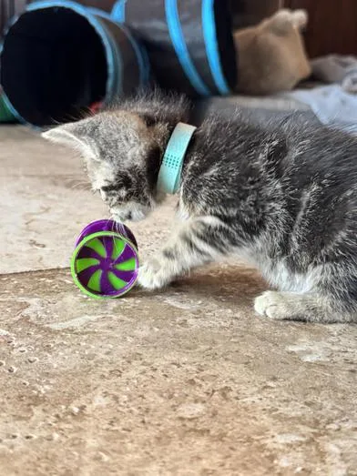 A baby medium-sized male Tabby (Gray / Blue / Silver) Domestic Short Hair cat named Baxter for adoption in Liverpool, TX
