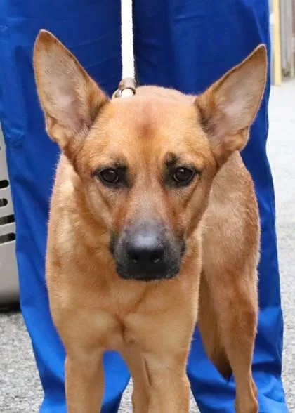 An adult medium-sized female German Shepherd Dog dog named Arya for adoption in Madison, NJ