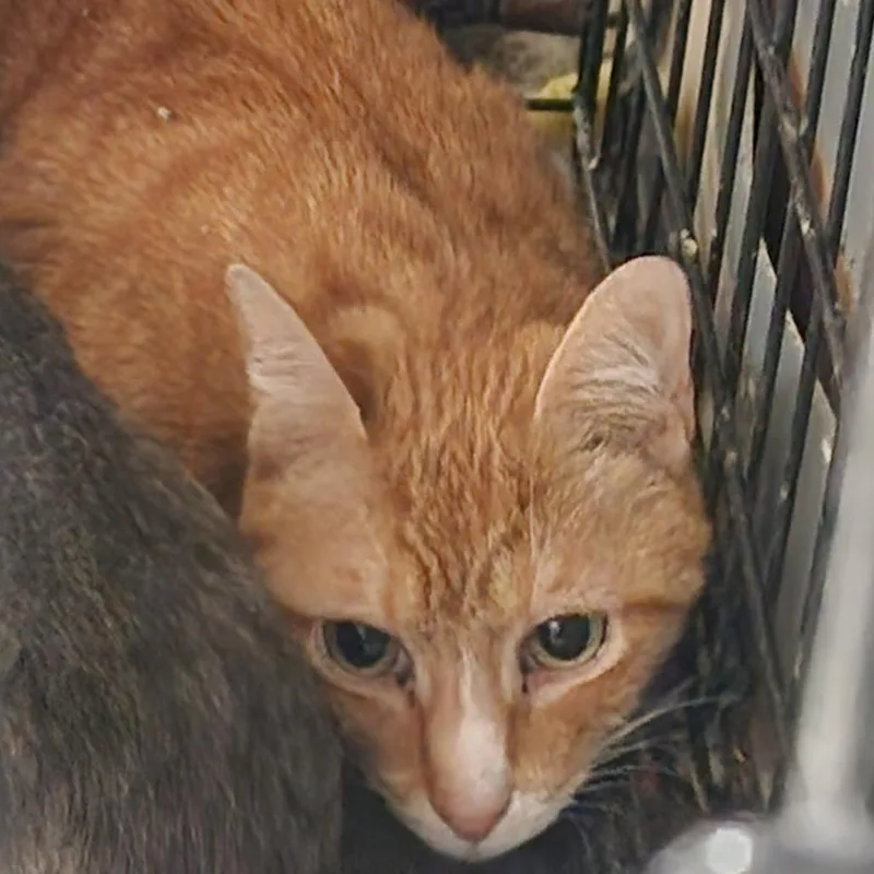 An adult small-sized male American Bobtail cat named CodyC for adoption in Corsicana, TX