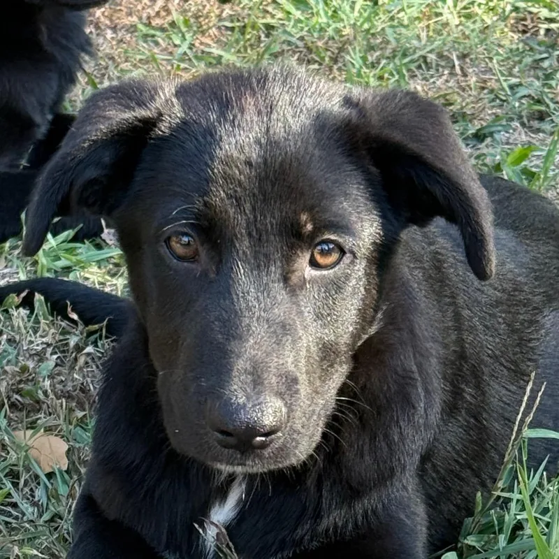 A young medium-sized male German Shepherd Dog dog named Saturn for adoption in Jacksonville, AR