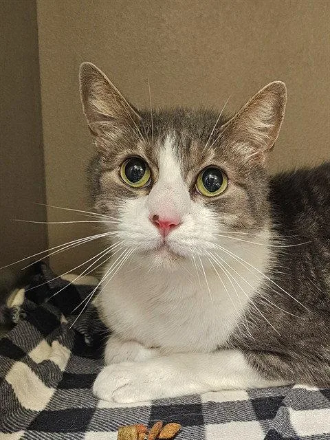 A senior large-sized male Brown / Chocolate Domestic Short Hair cat named Kevin for adoption in Clyde, NC