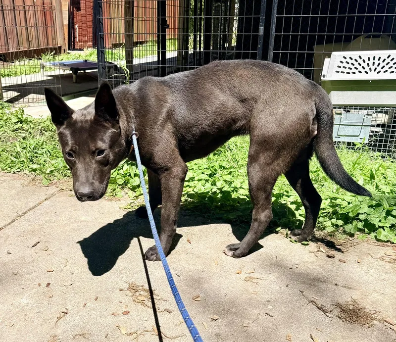 A young medium-sized female Black Shepherd dog named Chocolate for adoption in Petersburg, VA