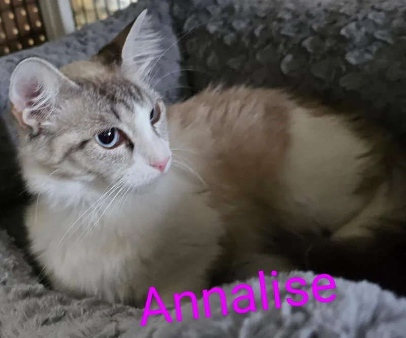 Annalise thumbnail 2