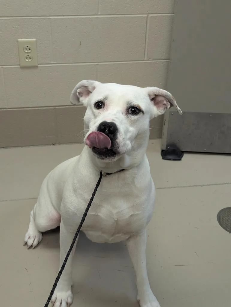 A young medium-sized female Pit Bull Terrier dog named Azara for adoption in Johnson City, TN