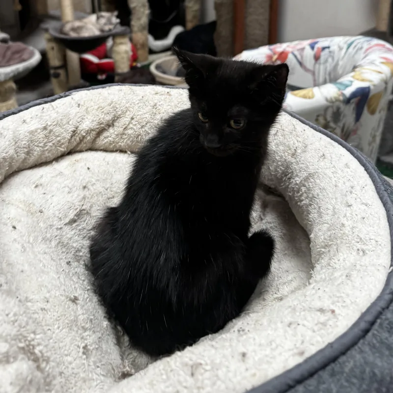A young medium-sized male Black Domestic Short Hair cat named Marcos I Need for adoption in Fountain Valley, CA