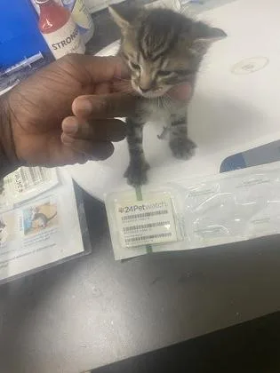 A baby small-sized male Domestic Short Hair cat named Bugsy for adoption in Gainesville, FL