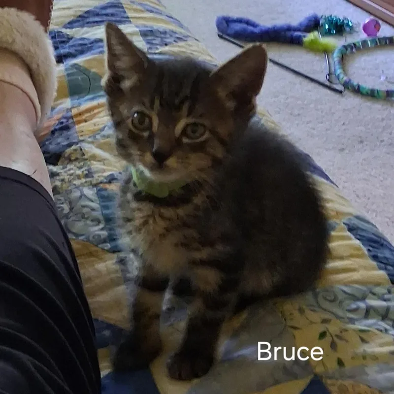 A baby small-sized male Tabby (Brown / Chocolate) Domestic Short Hair cat named Bruce for adoption in Warminster, PA