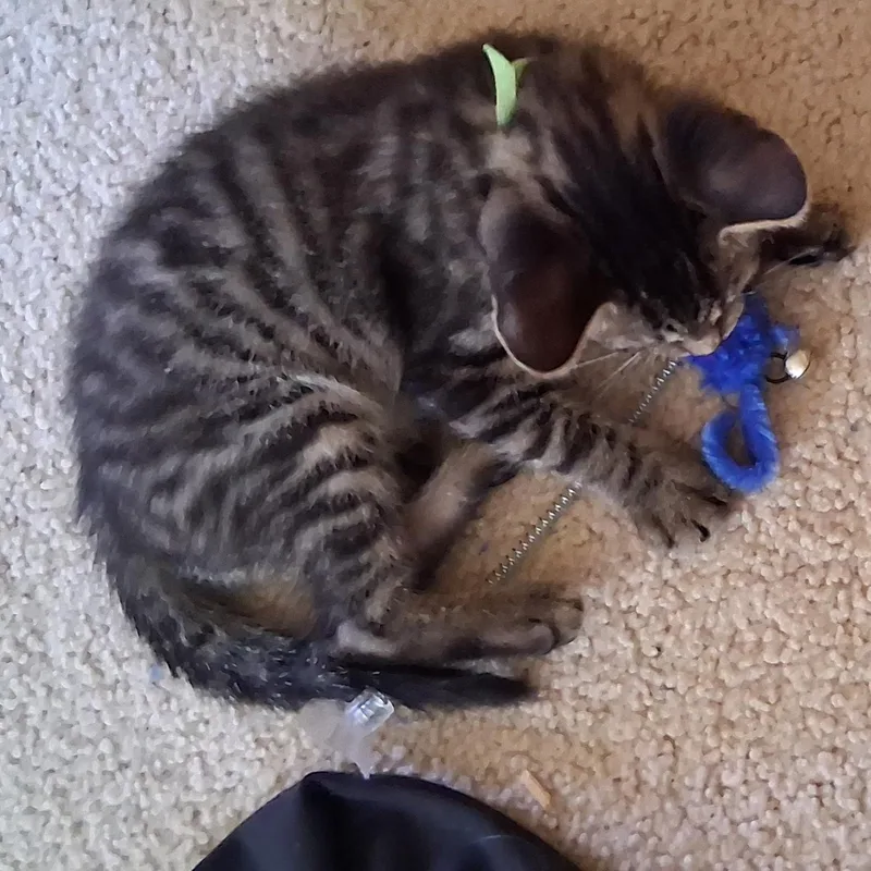 Bruce thumbnail 3