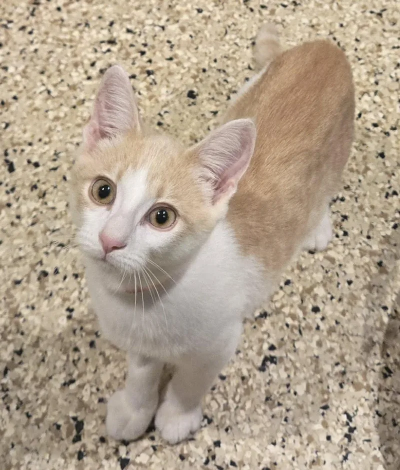 A baby medium-sized male Domestic Short Hair cat named Simon for adoption in Freeport, IL