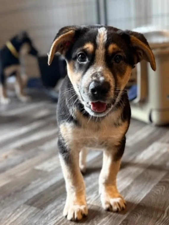 A young medium-sized male Australian Cattle Dog / Blue Heeler dog named Quentin for adoption in renton, WA
