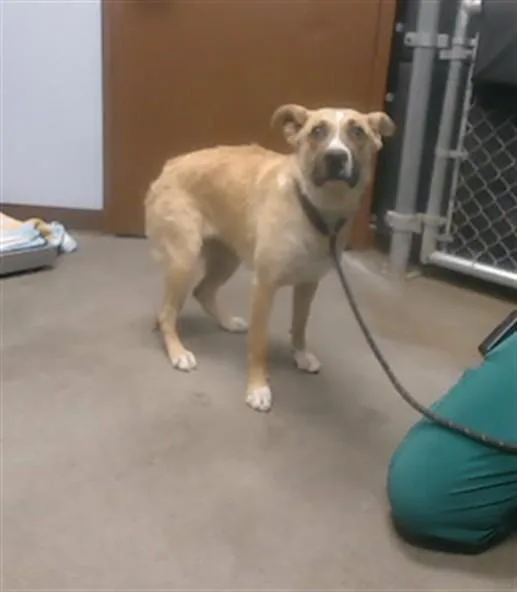 A young large-sized female Pit Bull Terrier dog named Lo Lo for adoption in Phoenix, AZ
