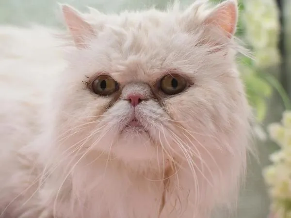 A senior medium-sized male Persian cat named Oliver for adoption in Portland, OR